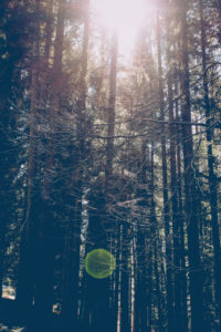 Forest, backlight Forest, backlight